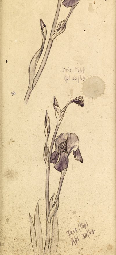 Irikset, 1869 tekijältä Edward Burne Jones