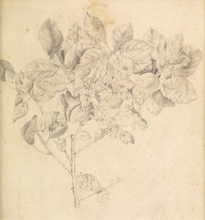 Tutkimus omenatarhaa varten tekijältä Edward Burne Jones