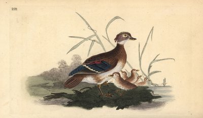Amerikkalainen metsäankka (naaras ja nuori). Käsinvärinen kuparilevy, jonka on piirtänyt ja kaivertanut Edward Donovan omasta "British Birds -luonnonhistoriastaan", Lontoossa tekijältä Edward Donovan