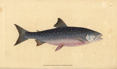 nieriä, Salvelinus alpinus alpinus (alppilohi, Salmo alpinus). Käsinvärinen kuparilevy, jonka on piirtänyt ja kaivertanut Edward Donovan teoksestaan Natural History of British Fishes, Donovan and F.C. ja J. Rivington, Lontoo tekijältä Edward Donovan