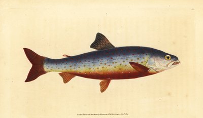 Arctic charr, Salvelinus alpinus alpinus (Salvelian charr, Salmo salvelinus). Käsinvärinen kuparilevy, jonka on piirtänyt ja kaivertanut Edward Donovan teoksestaan Natural History of British Fishes, Donovan and F.C. ja J. Rivington, Lontoo tekijältä Edward Donovan