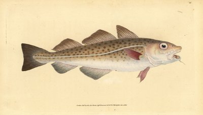 Atlantin turska tai turska. Gadus morhua. Haavoittuvainen. Käsinvärinen kuparilevy, jonka on piirtänyt ja kaivertanut Edward Donovan teoksestaan Natural History of British Fishes, Donovan and F.C. ja J. Rivington, Lontoo tekijältä Edward Donovan