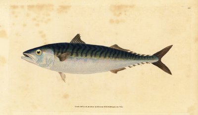makrilli, Scomber scombrus (Mackarel, Scomber scombrus). Käsinvärinen kuparilevy, jonka on piirtänyt ja kaivertanut Edward Donovan teoksestaan Natural History of British Fishes, Donovan and F.C. ja J. Rivington, Lontoo tekijältä Edward Donovan