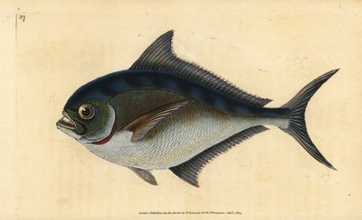 Atlantin pomfret, Brama brama (Rayn hammastettu kullattu pää, Sparus raii). Käsinvärinen kuparilevy, jonka on piirtänyt ja kaivertanut Edward Donovan teoksestaan Natural History of British Fishes, Donovan and F.C. ja J. Rivington, Lontoo tekijältä Edward Donovan