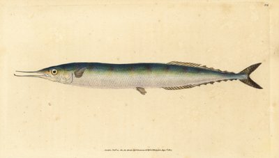 Atlantin saury, Scomberesox saurus saurus (Skipper hauki, Esox saurus). Käsinvärinen kuparilevy, jonka on piirtänyt ja kaivertanut Edward Donovan teoksestaan Natural History of British Fishes, Donovan and F.C. ja J. Rivington, Lontoo tekijältä Edward Donovan