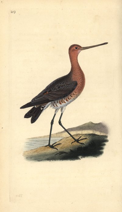 Tankkapyrstö (uros), Limosa lapponica. Käsinvärinen kuparilevy, jonka on piirtänyt ja kaivertanut Edward Donovan omasta "British Birds -luonnonhistoriastaan", Lontoossa tekijältä Edward Donovan