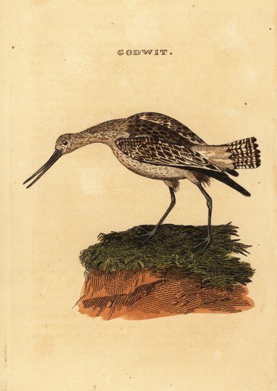 Tankkapyrstö, Limosa lapponica tekijältä Edward Donovan