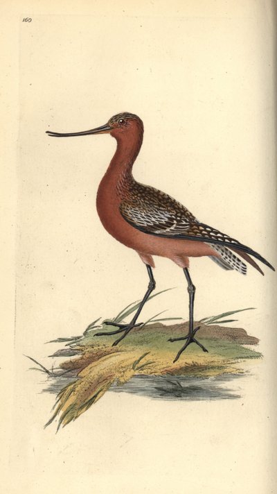Tankkapyrstö, Limosa lapponica. Käsinvärinen kuparilevy, jonka on piirtänyt ja kaivertanut Edward Donovan omasta "British Birds -luonnonhistoriastaan", Lontoossa tekijältä Edward Donovan
