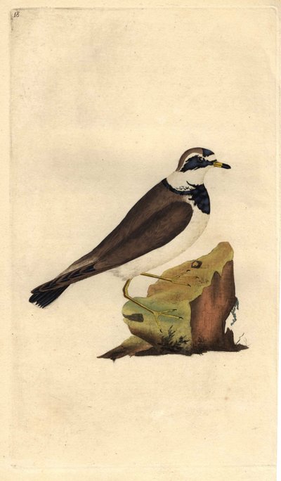 Iso sora. Charadrius hiaticula. Edward Donovanin (1768-1837) kuparikaiverrus, julkaistu Natural History of British Birdsissä, Lontoossa tekijältä Edward Donovan