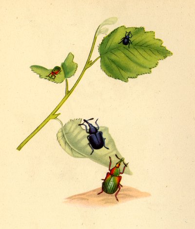 "Birch Weevils", 1794, 1945. tekijältä Edward Donovan