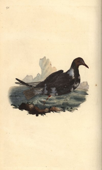 Mustapäinen lokki, Chroicocephalus ridibundus, kesällä höyhenpeite ruskea pää. Käsinvärinen kuparilevy, jonka on piirtänyt ja kaivertanut Edward Donovan omasta "British Birds -luonnonhistoriastaan", Lontoossa tekijältä Edward Donovan