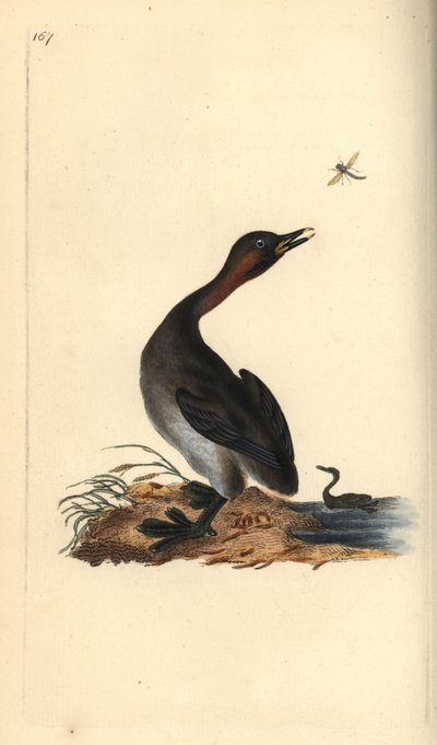 Mustaleukakurkku, Podiceps hebridicus. (Pieni grebe, Tachybaptus ruficollis?) Edward Donovanin piirtämä ja kaivertama käsinvärinen kuparilevy Lontoon omasta "British Birds -luonnonhistoriasta" tekijältä Edward Donovan