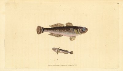 Musta goby, Gobius niger. Käsinvärinen kuparilevy, jonka on piirtänyt ja kaivertanut Edward Donovan teoksestaan Natural History of British Fishes, Donovan and F.C. ja J. Rivington, Lontoo tekijältä Edward Donovan