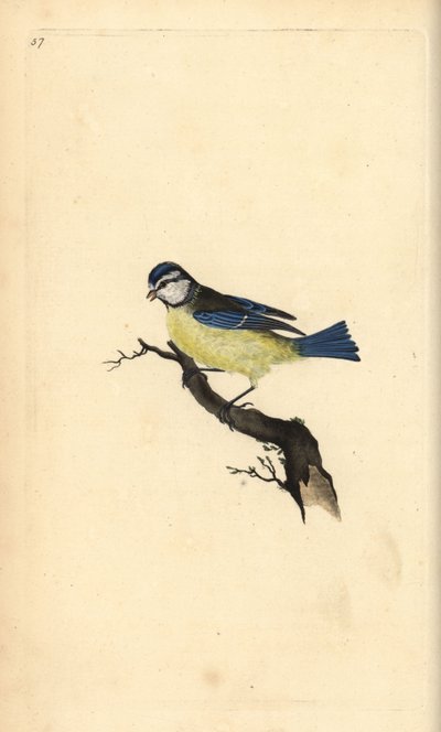 Sinitiainen, Cyanistes caeruleus. Käsinvärinen kuparilevy, jonka on piirtänyt ja kaivertanut Edward Donovan omasta "British Birds -luonnonhistoriastaan", Lontoossa tekijältä Edward Donovan