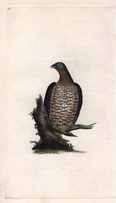 Bondree on syövä. Pernis apivorus (Falco apivorus). Edward Donovanin (1768-1837) kuparikaiverrus, julkaistu Natural History of British Birdsissä, Lontoossa tekijältä Edward Donovan