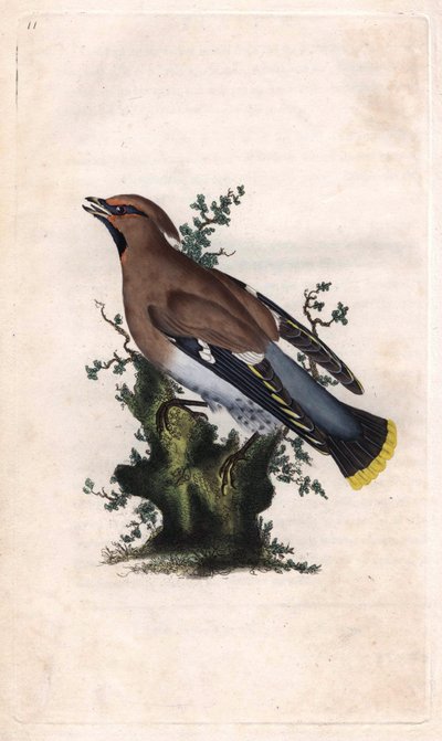 Boreaalista jaspista. Bombycilla garrulus (Ampelis garrulus). Edward Donovanin (1768-1837) kuparikaiverrus, julkaistu Natural History of British Birdsissä, Lontoossa tekijältä Edward Donovan