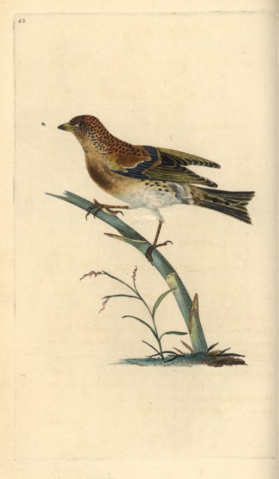 Brambling, Fringilla montifringilla. Käsinvärinen kuparilevy, jonka on piirtänyt ja kaivertanut Edward Donovan omasta "British Birds -luonnonhistoriastaan", Lontoossa tekijältä Edward Donovan