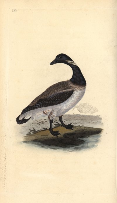 Brent hanhi, Branta bernicla. Käsinvärinen kuparilevy, jonka on piirtänyt ja kaivertanut Edward Donovan omasta "British Birds -luonnonhistoriastaan", Lontoossa tekijältä Edward Donovan
