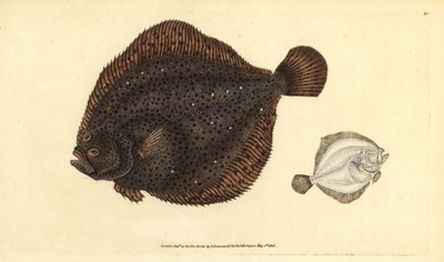Brill tai helmi, Scophthalmus rhombus (Pleuronectes rhombus). Käsinvärinen kuparilevy, jonka on piirtänyt ja kaivertanut Edward Donovan teoksestaan Natural History of British Fishes, Donovan and F.C. ja J. Rivington, Lontoo tekijältä Edward Donovan