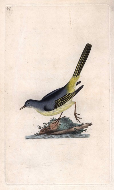 Brook Shepherd. Motacilla cinerea (Motacilla boarula). Edward Donovanin (1768-1837) kuparikaiverrus, julkaistu Natural History of British Birdsissä, Lontoossa tekijältä Edward Donovan