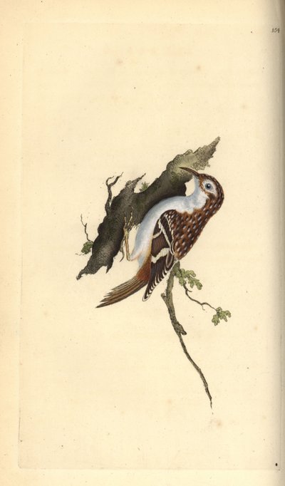 Ruskea creeper, Certhia familiaris. Käsinvärinen kuparilevy, jonka on piirtänyt ja kaivertanut Edward Donovan omasta "British Birds -luonnonhistoriastaan", Lontoossa tekijältä Edward Donovan