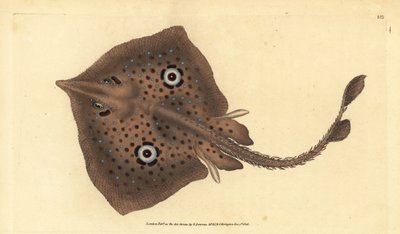 Ruskea luistin tai peilisäde, Raja miraletus. Käsinvärinen kuparilevy, jonka on piirtänyt ja kaivertanut Edward Donovan teoksestaan Natural History of British Fishes, Donovan and F.C. ja J. Rivington, Lontoo tekijältä Edward Donovan