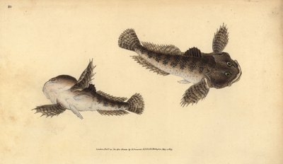 Härkäpää, Cottus gobio (joen härkäpää). Käsinvärinen kuparilevy, jonka on piirtänyt ja kaivertanut Edward Donovan teoksestaan Natural History of British Fishes, Donovan and F.C. ja J. Rivington, Lontoo tekijältä Edward Donovan