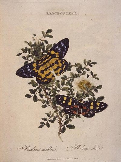 Perhoset: Phalaena Militaris, Phalaena Lectrix, pubi. taiteilijan toimesta tekijältä Edward Donovan