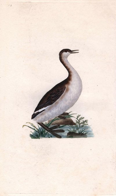 Castagny grebe. Tachybaptus ruficollis (Podiceps nigricans). Edward Donovanin (1768-1837) kuparikaiverrus, julkaistu Natural History of British Birdsissä, Lontoossa tekijältä Edward Donovan