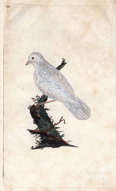 Chenes Jay. Garrulus glandarius. Edward Donovanin (1768-1837) kuparikaiverrus, julkaistu Natural History of British Birdsissä, Lontoossa tekijältä Edward Donovan