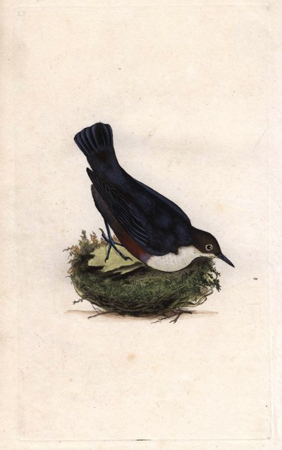 Cincle sukeltaja. Cinclus cinclus (Sturnus cinclus). Edward Donovanin (1768-1837) kuparikaiverrus, julkaistu Natural History of British Birdsissa, Lontoossa tekijältä Edward Donovan