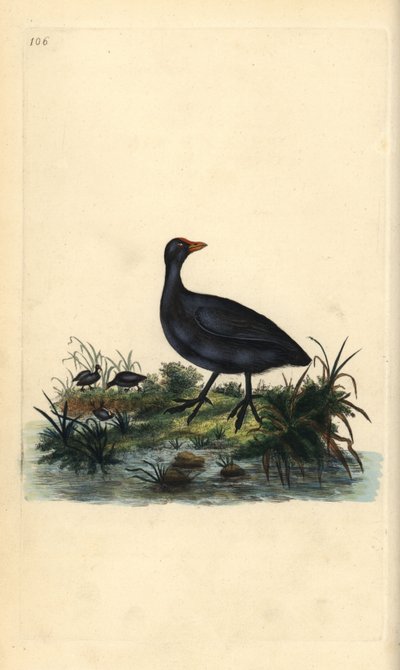 Nokka, Fulica atra. Käsinvärinen kuparilevy, jonka on piirtänyt ja kaivertanut Edward Donovan omasta "British Birds -luonnonhistoriastaan", Lontoossa tekijältä Edward Donovan