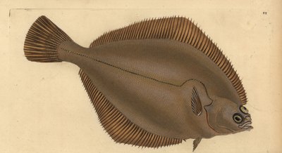 Tavallinen hiilakka, Limanda limanda (Pleuronectes limanda). Käsinvärinen kuparilevy, jonka on piirtänyt ja kaivertanut Edward Donovan teoksestaan Natural History of British Fishes, Donovan and F.C. ja J. Rivington, Lontoo tekijältä Edward Donovan