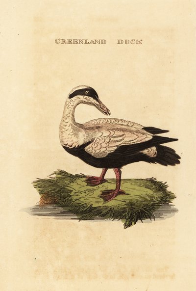 Haahka, Somateria tekijältä Edward Donovan