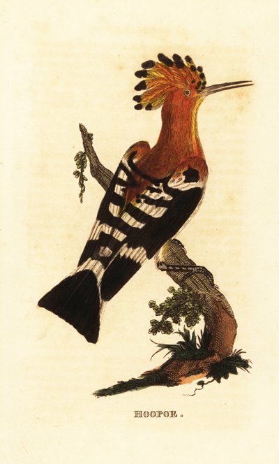 Tavallinen hoopoe, Upupa epops tekijältä Edward Donovan