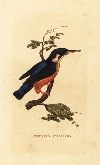 Tavallinen kuningaskala, Alcedo atthis tekijältä Edward Donovan