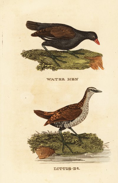 Nummikana, Gallinula chloropus ja täpläkrakku, Porzana porzana tekijältä Edward Donovan
