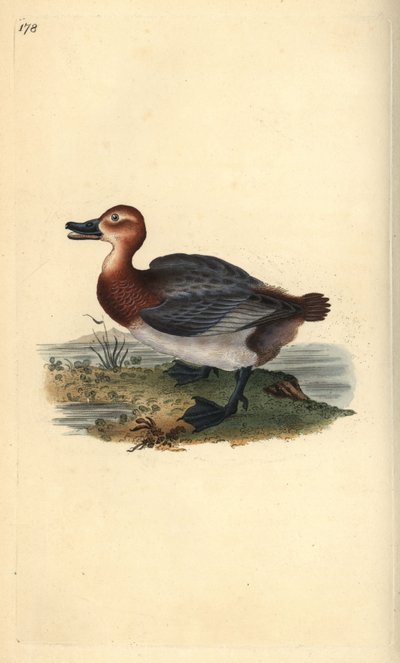 Pochard tai punatukkainen wigeon, Aythra ferina (naaras). Käsinvärinen kuparilevy, jonka on piirtänyt ja kaivertanut Edward Donovan omasta "British Birds -luonnonhistoriastaan", Lontoossa tekijältä Edward Donovan