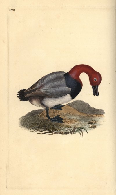 Tavallinen pochard tai punatukkainen wigeon, Aythra ferina (uros). Käsinvärinen kuparilevy, jonka on piirtänyt ja kaivertanut Edward Donovan omasta "British Birds -luonnonhistoriastaan", Lontoossa tekijältä Edward Donovan