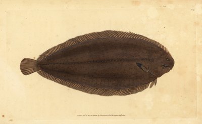 Pohja tai Dover-pohja, Solea solea (Pleuronectes solea). Käsinvärinen kuparilevy, jonka on piirtänyt ja kaivertanut Edward Donovan teoksestaan Natural History of British Fishes, Donovan and F.C. ja J. Rivington, Lontoo tekijältä Edward Donovan