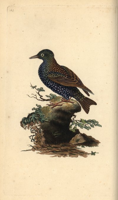 Kottarainen, Sturnus vulgaris. Käsinvärinen kuparilevy, jonka on piirtänyt ja kaivertanut Edward Donovan omasta "British Birds -luonnonhistoriastaan", Lontoossa tekijältä Edward Donovan