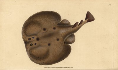 Tavallinen torpedo tai silmäinen sähkösäde, Raja torpedo. Käsinvärinen kuparilevy, jonka on piirtänyt ja kaivertanut Edward Donovan teoksestaan Natural History of British Fishes, Donovan and F.C. ja J. Rivington, Lontoo tekijältä Edward Donovan