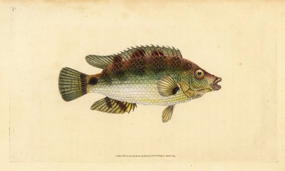 Corkwing wrasse, Symphodus melops (Goldfinny, Labrus cornubius). Käsinvärinen kuparilevy, jonka on piirtänyt ja kaivertanut Edward Donovan teoksestaan Natural History of British Fishes, Donovan and F.C. ja J. Rivington, Lontoo tekijältä Edward Donovan