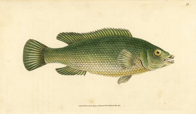 Käkivihreä, Labrus mixtus (Streaked wrasse, Labrus lineatus). Käsinvärinen kuparilevy, jonka on piirtänyt ja kaivertanut Edward Donovan teoksestaan Natural History of British Fishes, Donovan and F.C. ja J. Rivington, Lontoo tekijältä Edward Donovan