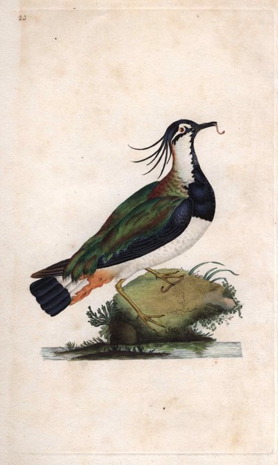 Cuppa Lapwing. Vanellus vanellus (Tringa vanellus). Edward Donovanin (1768-1837) kuparikaiverrus, julkaistu Natural History of British Birdsissä, Lontoossa tekijältä Edward Donovan