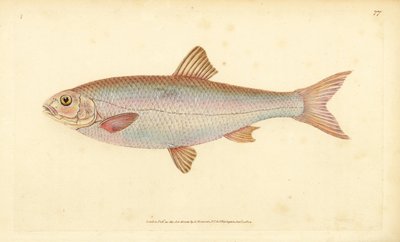 Dace, Leuciscus leuciscus (Cyprinus leuciscus). Käsinvärinen kuparilevy, jonka on piirtänyt ja kaivertanut Edward Donovan teoksestaan Natural History of British Fishes, Donovan and F.C. ja J. Rivington, Lontoo tekijältä Edward Donovan