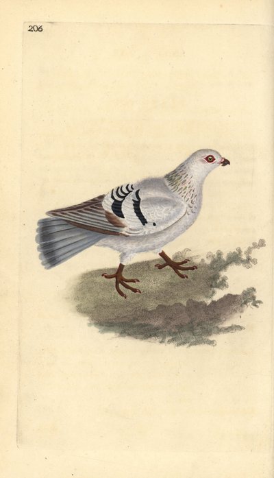 Kotikyyhkynen, Columba livia domestica. Käsinvärinen kuparilevy, jonka on piirtänyt ja kaivertanut Edward Donovan omasta "British Birds -luonnonhistoriastaan", Lontoossa tekijältä Edward Donovan