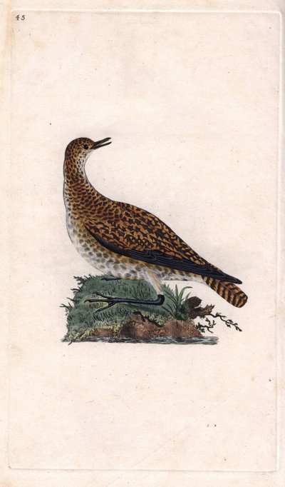 Dore plover. Pluvialis apricaria (Charadrius pluvialis). Edward Donovanin (1768-1837) kuparikaiverrus, julkaistu Natural History of British Birdsissä, Lontoossa tekijältä Edward Donovan