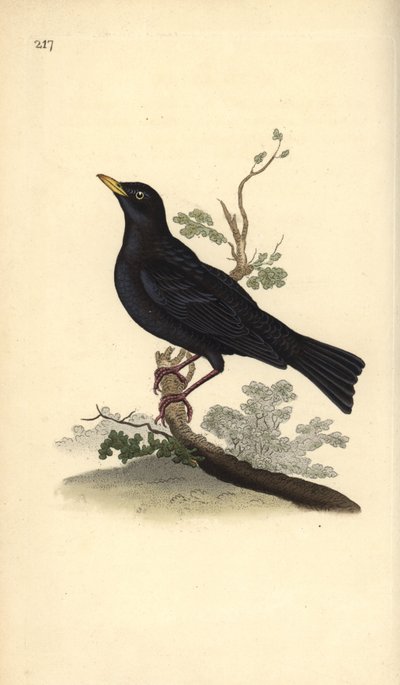 Euraasian mustarastas, Turdus merula. Käsinvärinen kuparilevy, jonka on piirtänyt ja kaivertanut Edward Donovan omasta "British Birds -luonnonhistoriastaan", Lontoossa tekijältä Edward Donovan