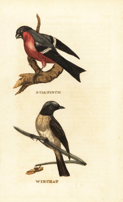 härkävarsi, Pyrrhula pyrrhula ja piippu, Saxicola rubetra tekijältä Edward Donovan